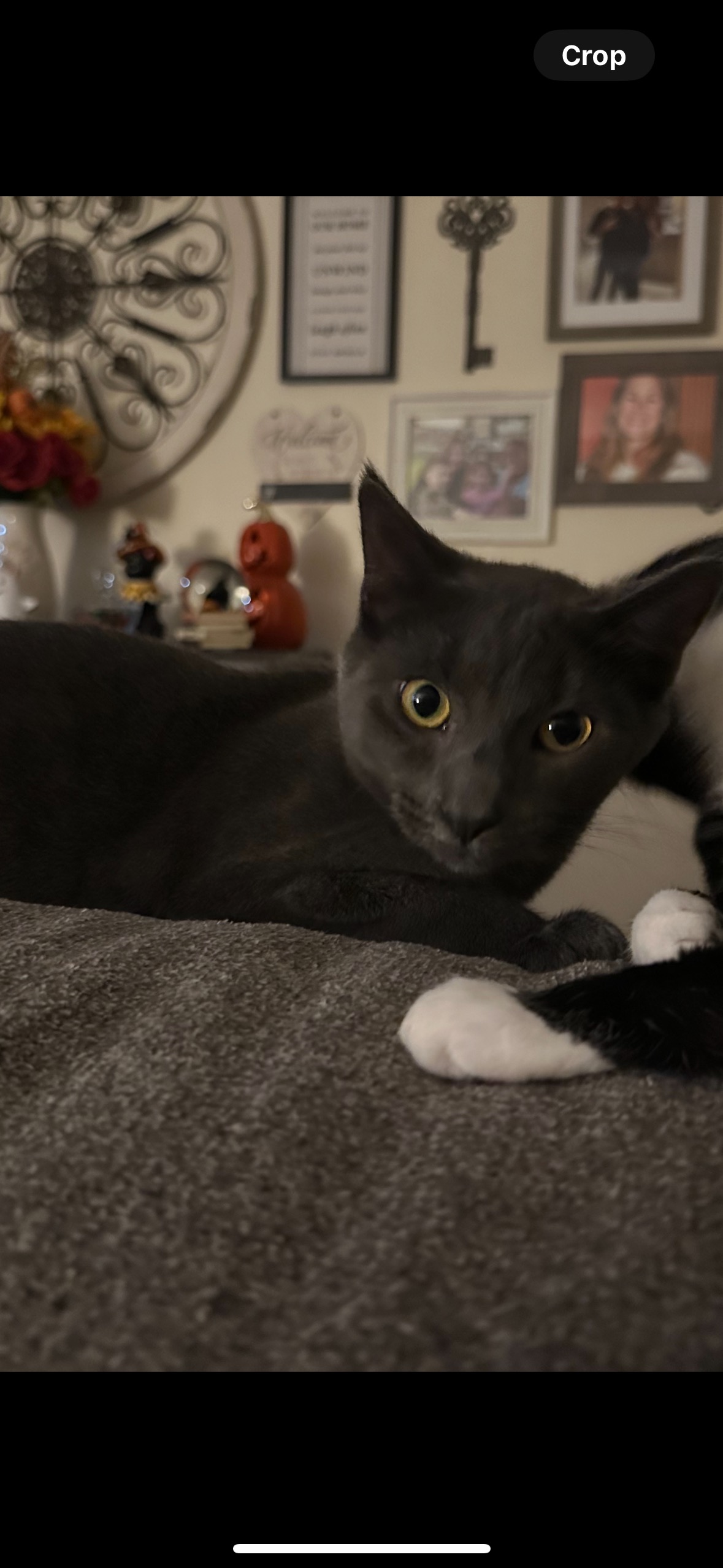 Enlarge Buster, a Adoptable mixed breed in Newfoundland, NJ image 3/3