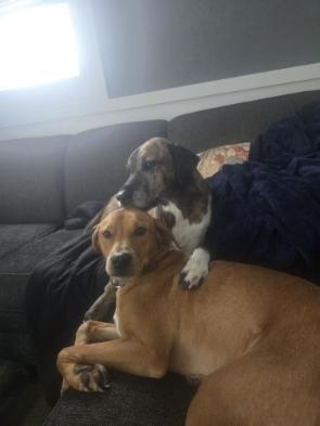 Wilson, Adopted, Young Male Hound.