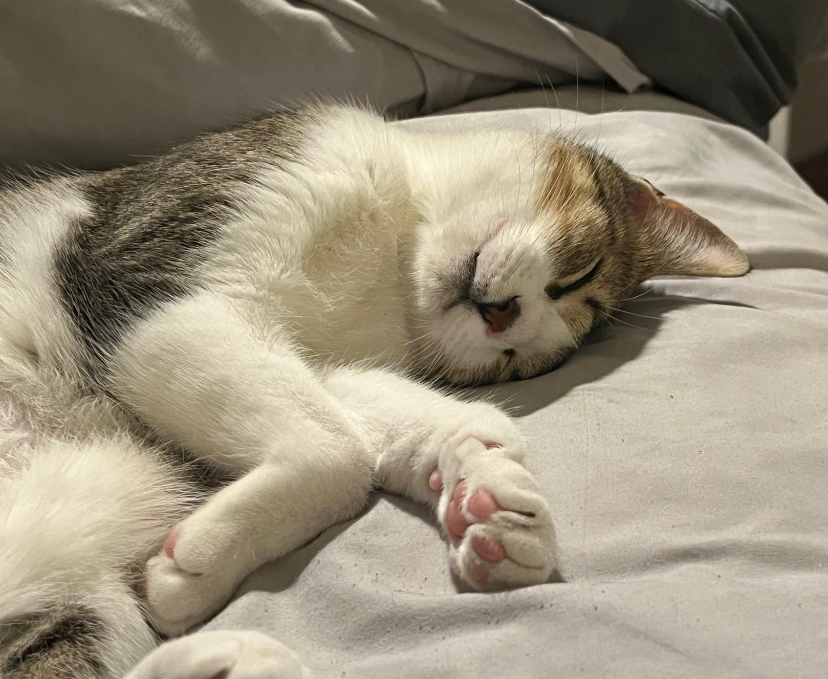 Cinnamon-Your Snuggler Awaits You! 5