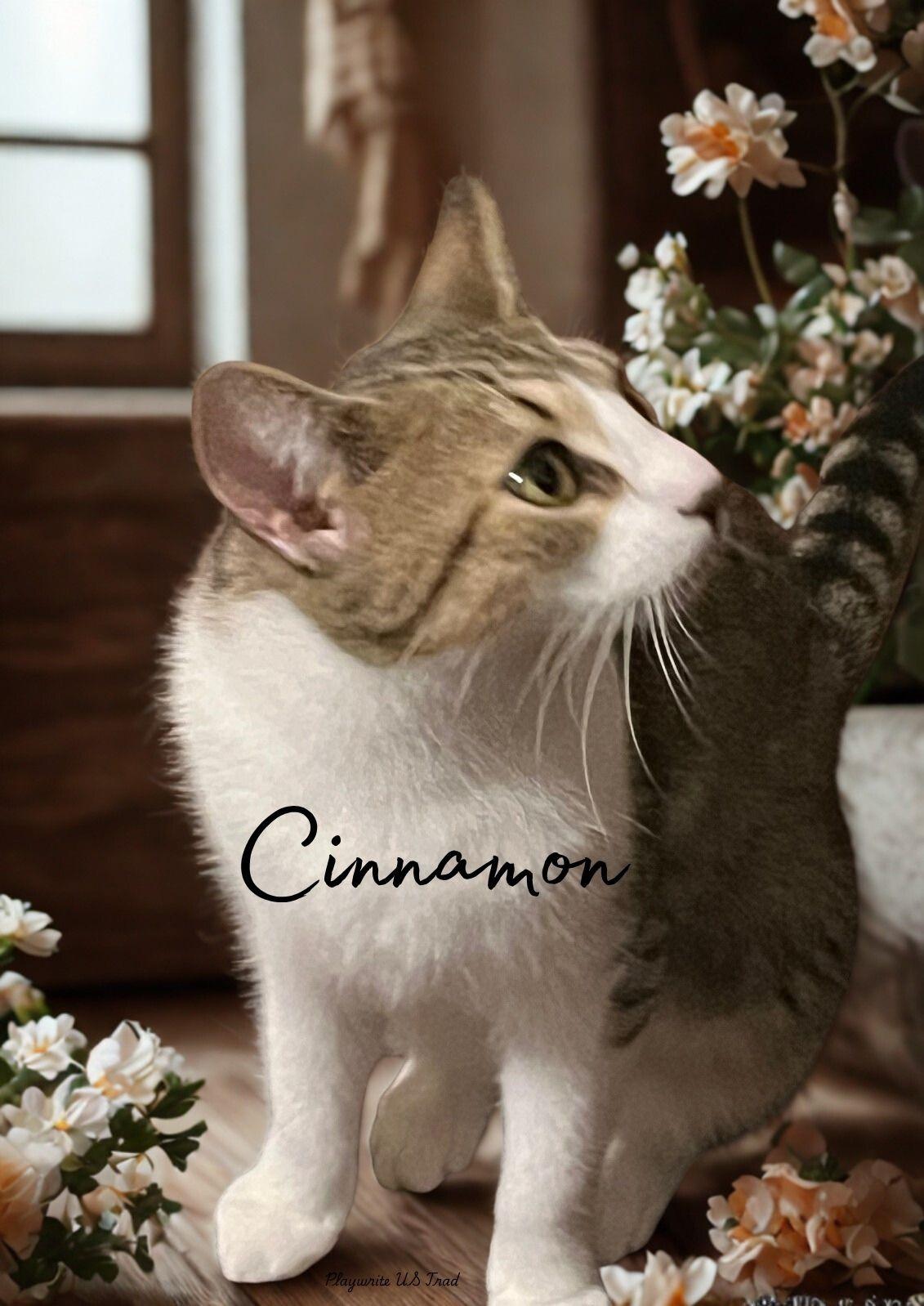 Cinnamon-Your Snuggler Awaits You!, Adoptable, Adult Female Domestic Short Hair.