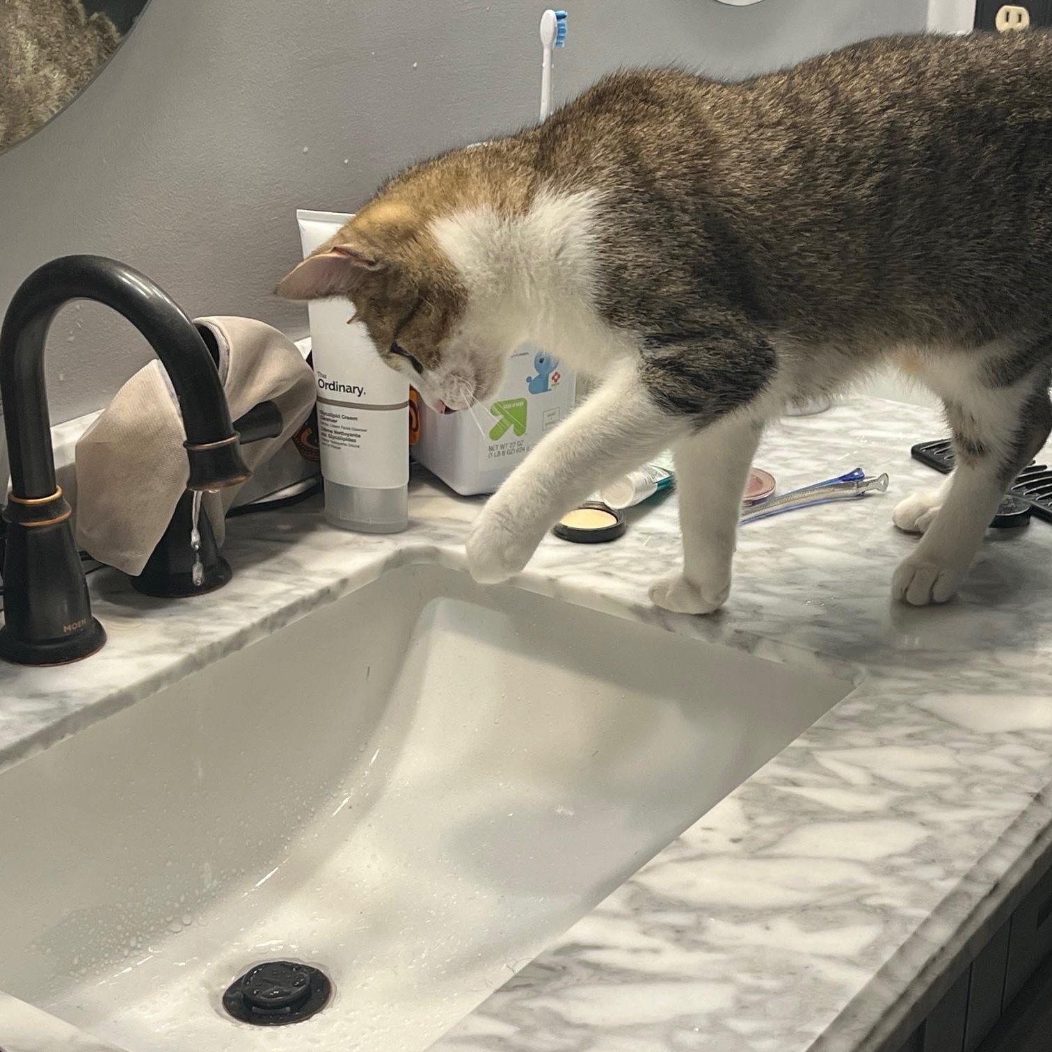 Enlarge Cinnamon-Your Snuggler Awaits You!, a Adoptable Domestic Short Hair in Laurel, MD image 3/5