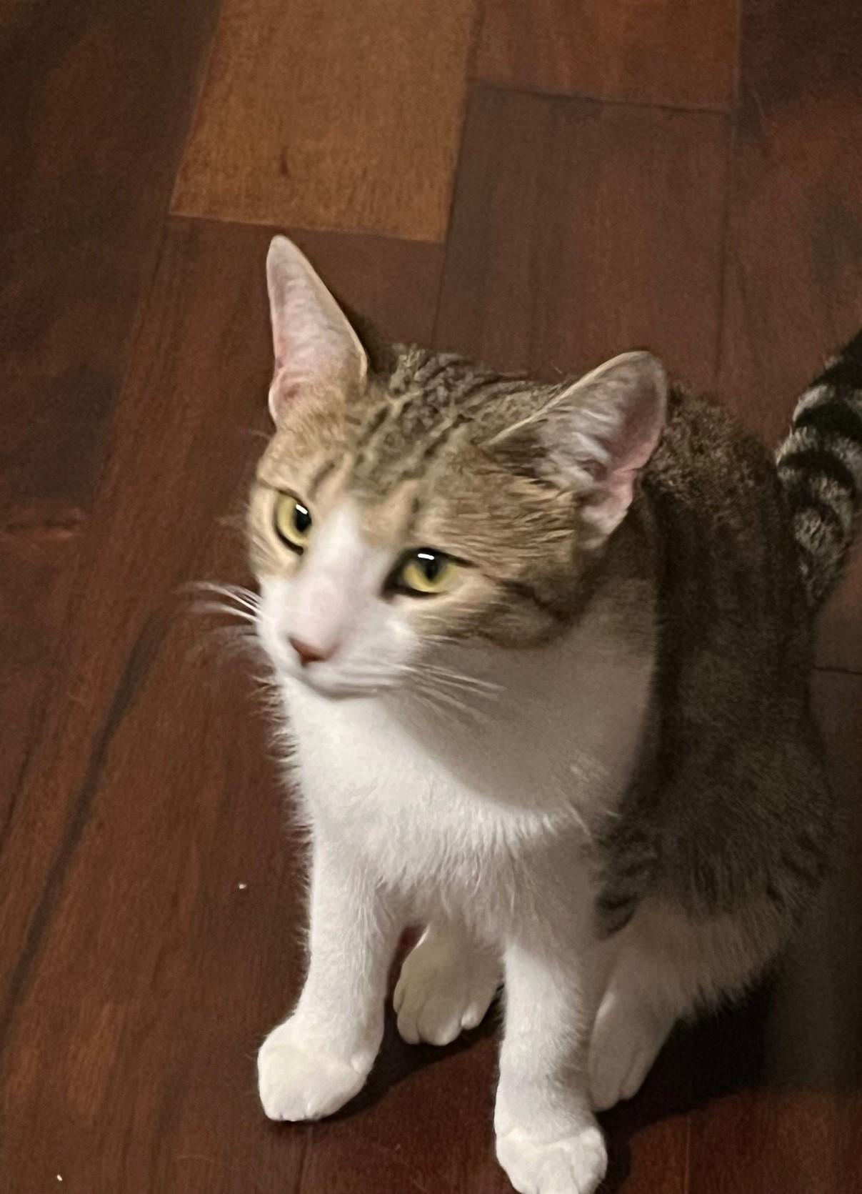 Cinnamon-Your Snuggler Awaits You!