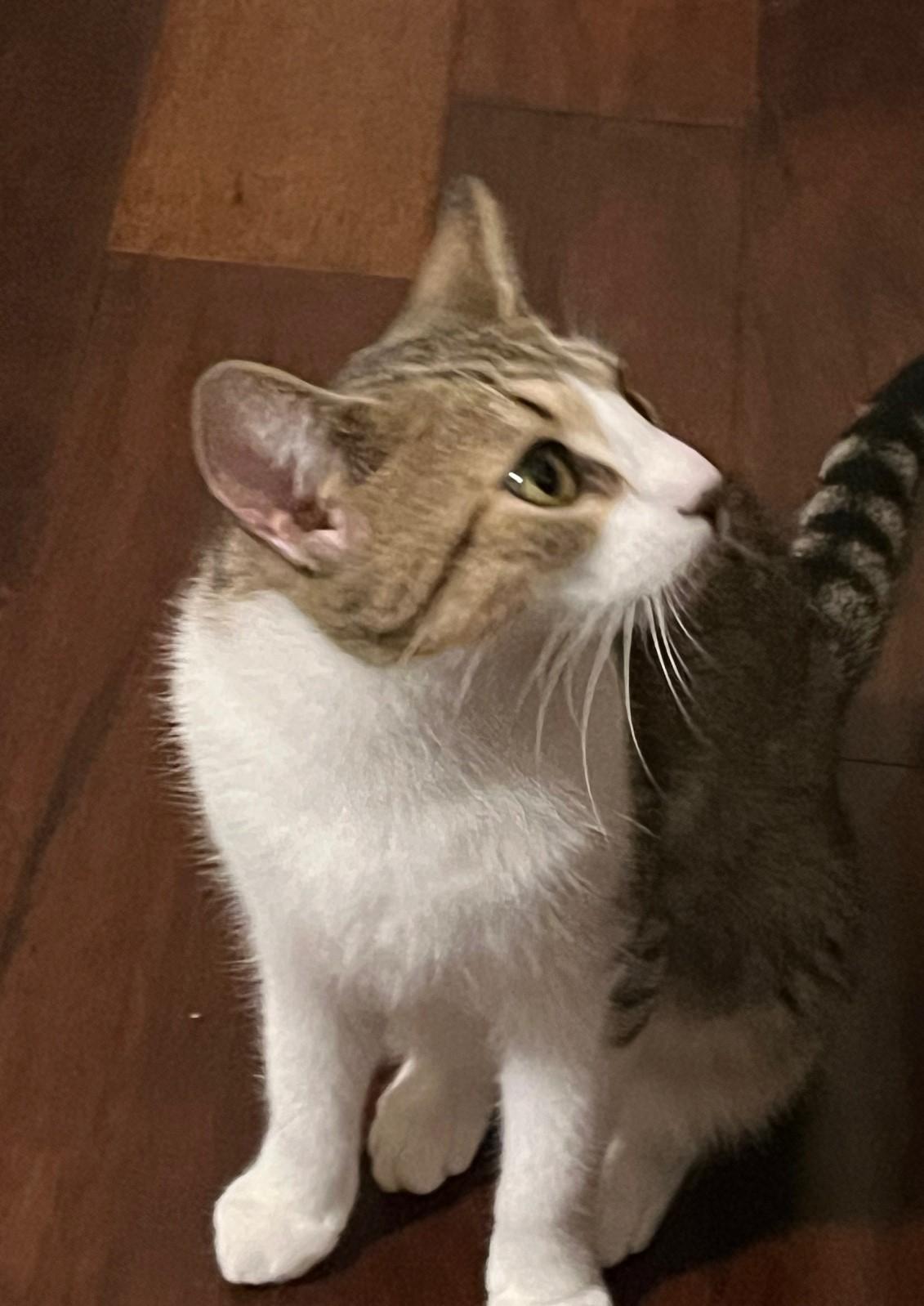 Cinnamon-Your Snuggler Awaits You!