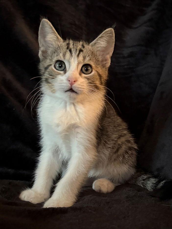 Enlarge PotPie, a Adoptable Domestic Short Hair in Nashville, TN image 1/3