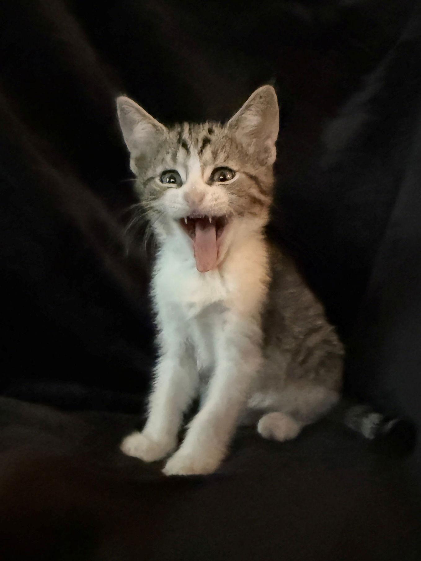 Enlarge PotPie, a Adoptable Domestic Short Hair in Nashville, TN image 2/3