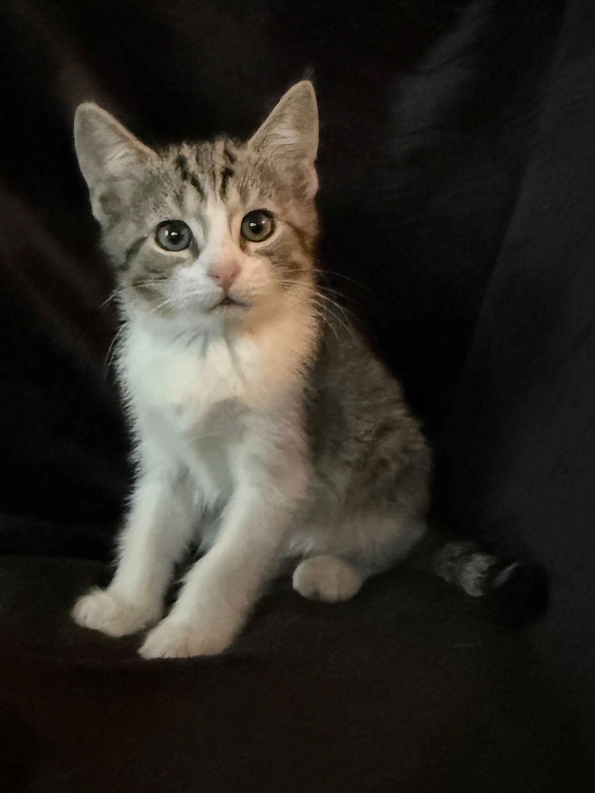 Enlarge PotPie, a Adoptable Domestic Short Hair in Nashville, TN image 3/3