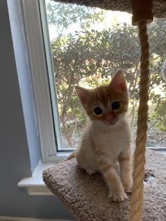 Enlarge Chuck, a Adopted Domestic Short Hair in Rowlett, TX image 1/3