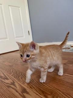 Enlarge Chuck, a Adopted Domestic Short Hair in Rowlett, TX image 2/3