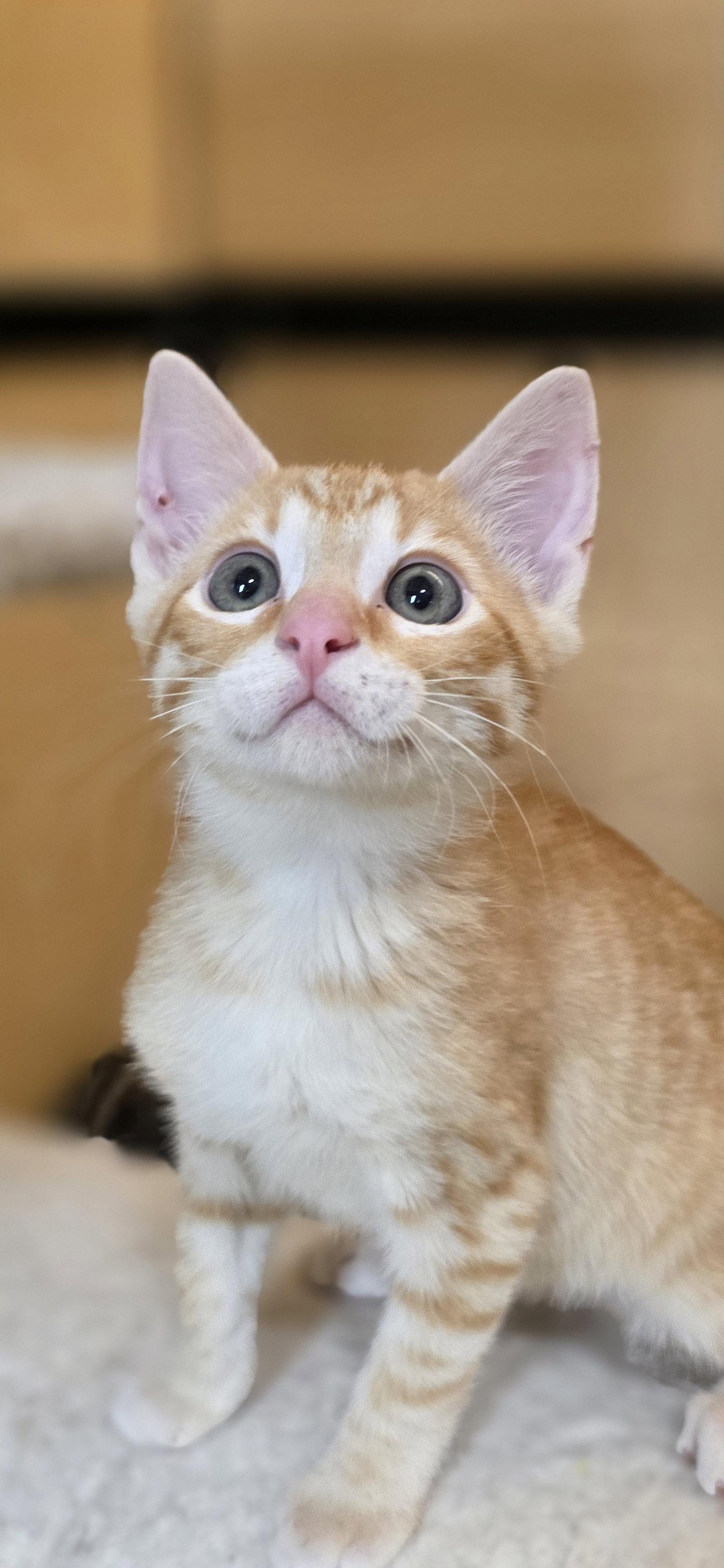 Enlarge Chuck, a Adopted Domestic Short Hair in Rowlett, TX image 3/3