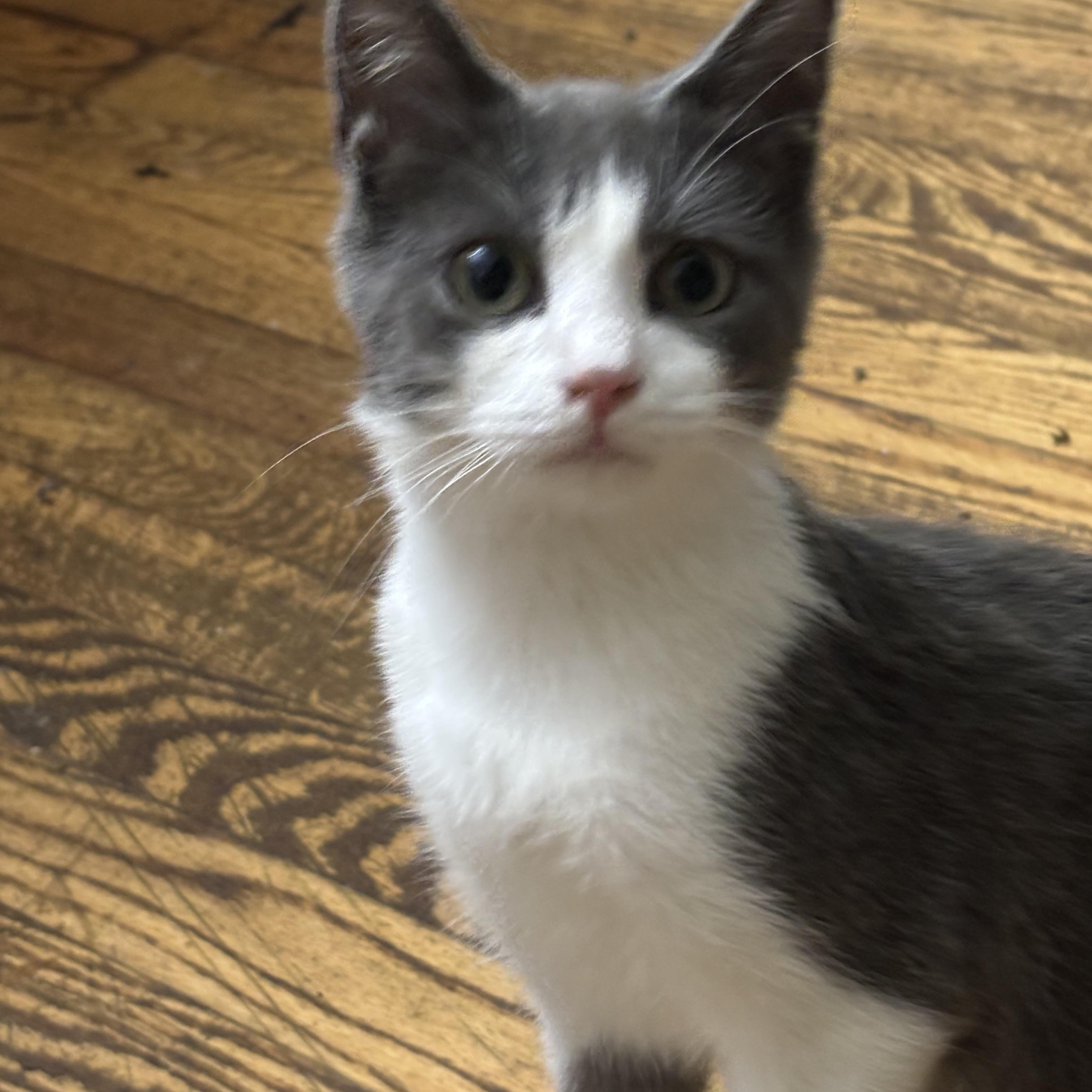 Moppet, Adoptable, Kitten Female Domestic Short Hair.