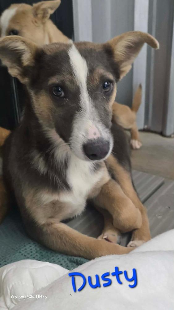 Enlarge LH  Dusty, a Adoptable mixed breed in Warrenton, MO image 1/1