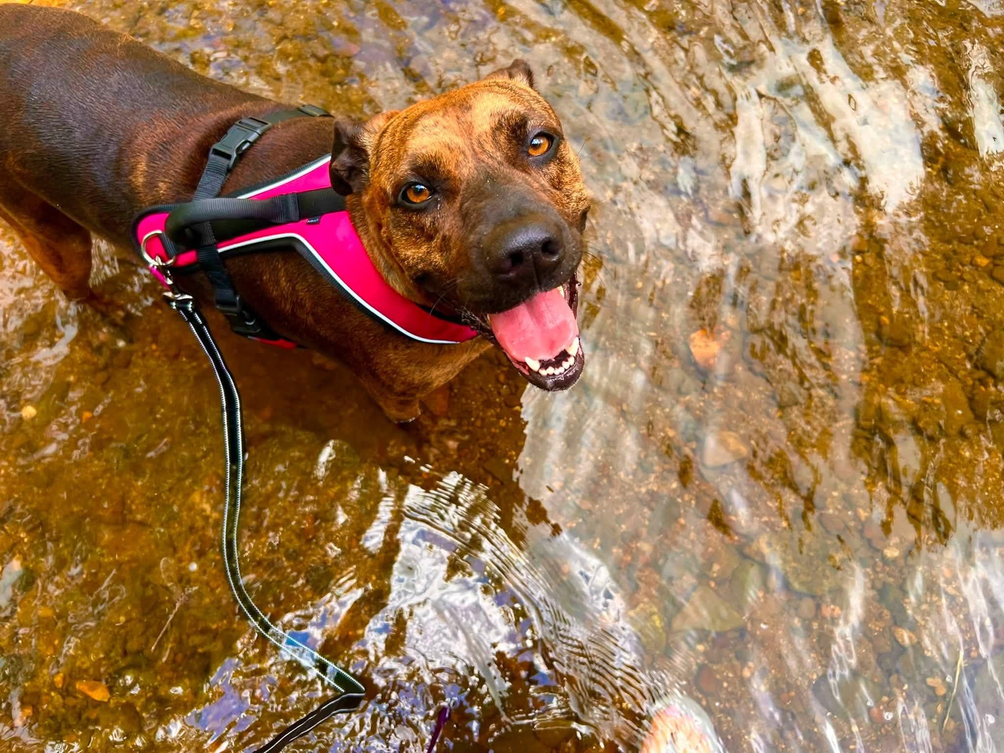 Enlarge Nell, a Adoptable mixed breed in Jamestown, TN image 2/2