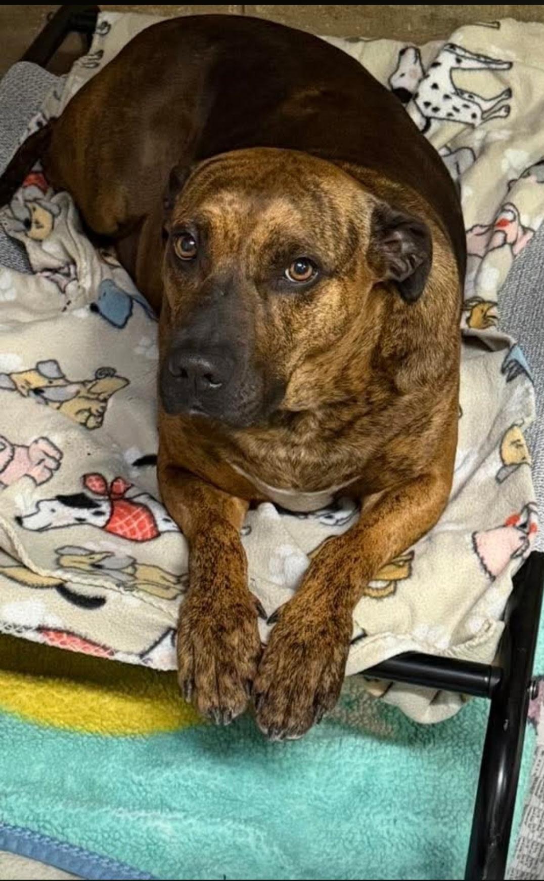 Nell, Adoptable, Adult Female Pit Bull Terrier.