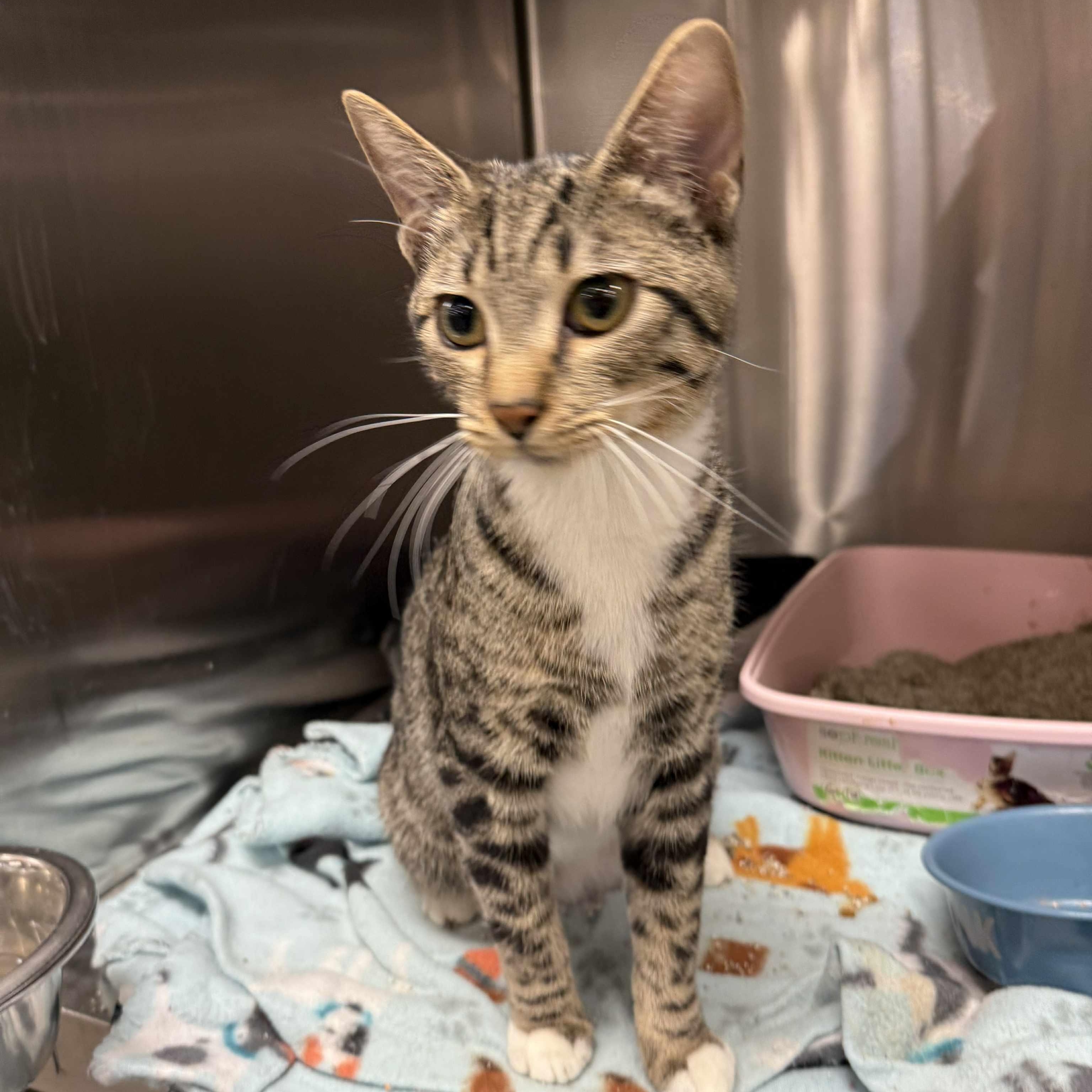 Enlarge Hawkeye, a Adoptable mixed breed in Antioch, CA image 1/6