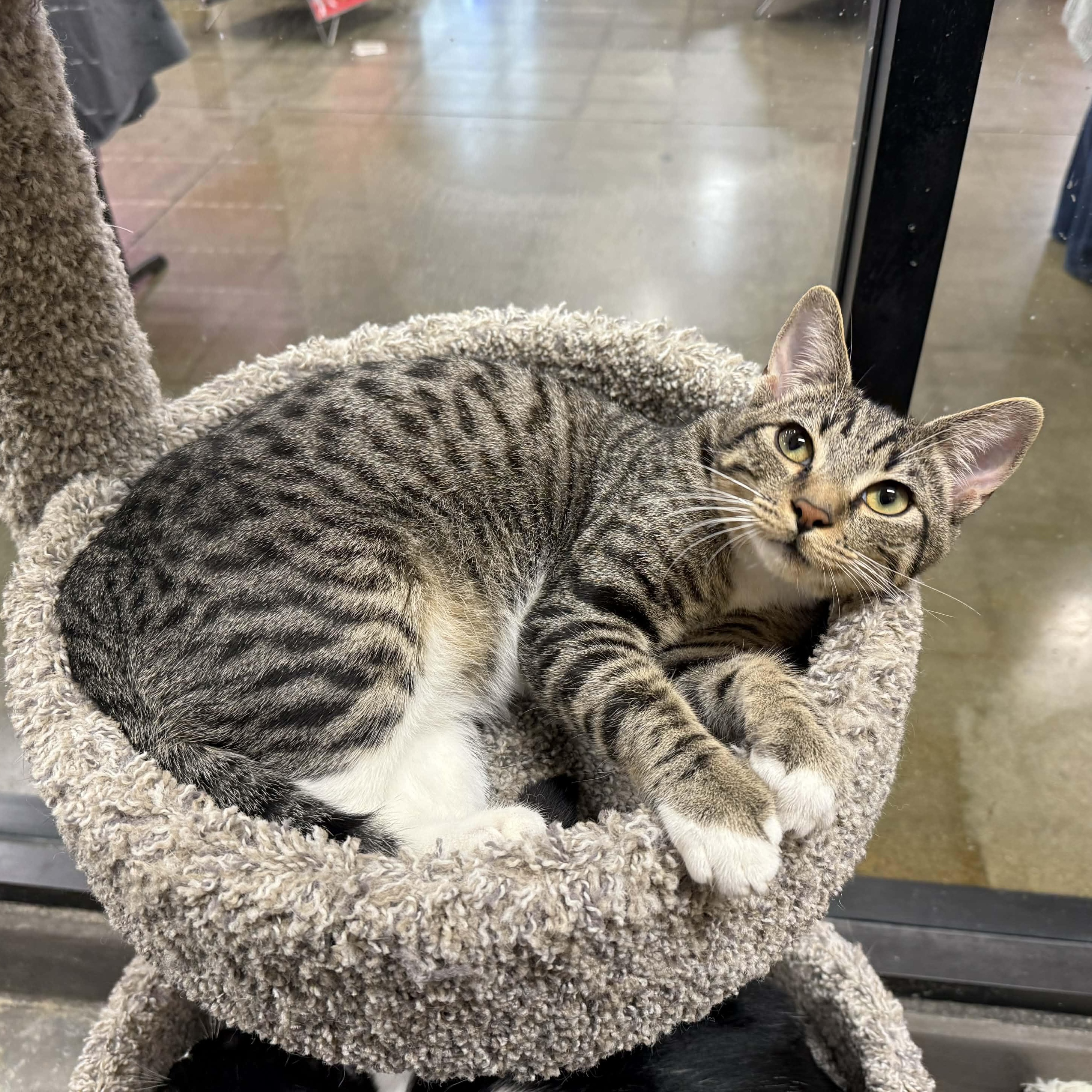 Hawkeye, an adopted mixed breed in Antioch, CA image 2/6