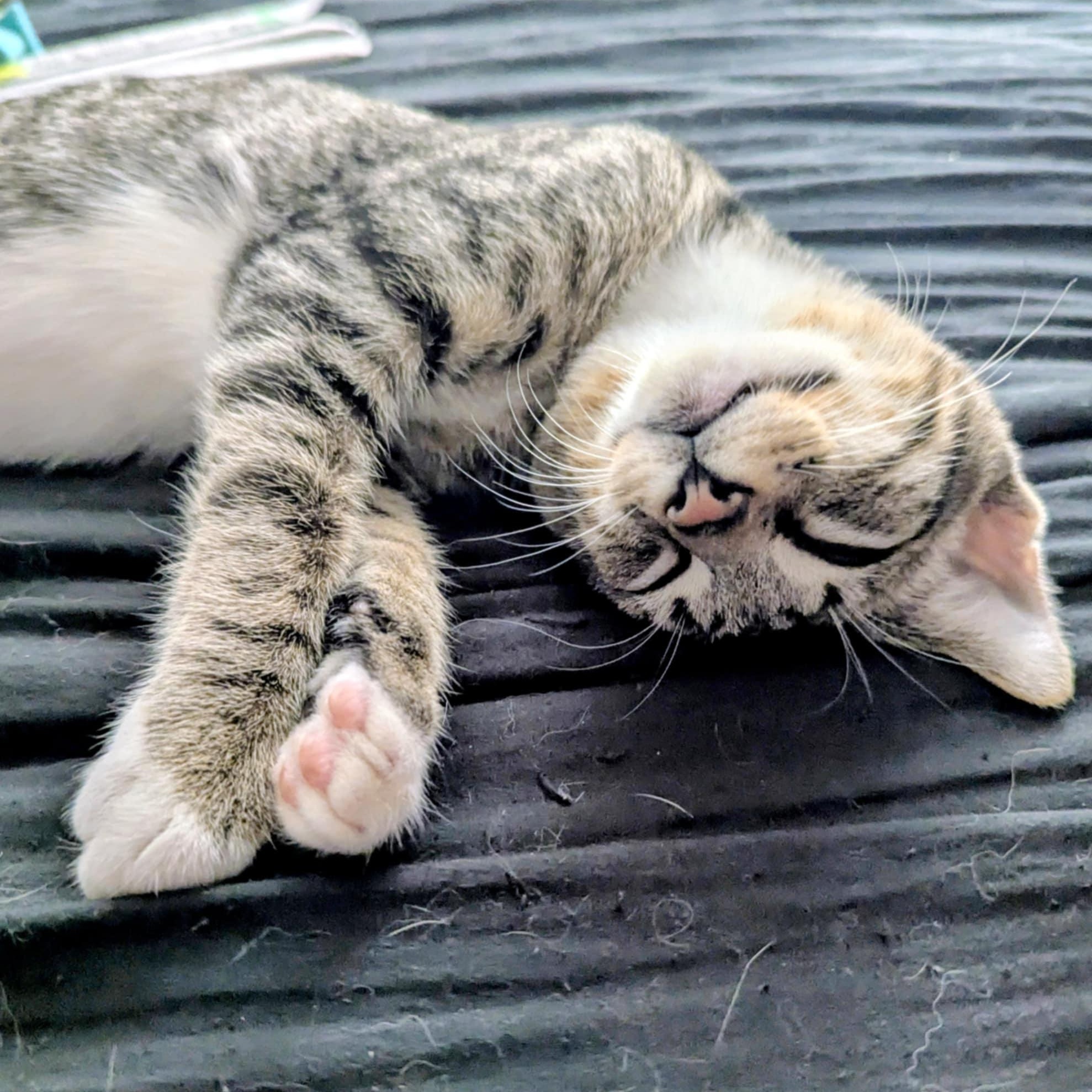 Enlarge Hawkeye, a Adoptable mixed breed in Antioch, CA image 3/6