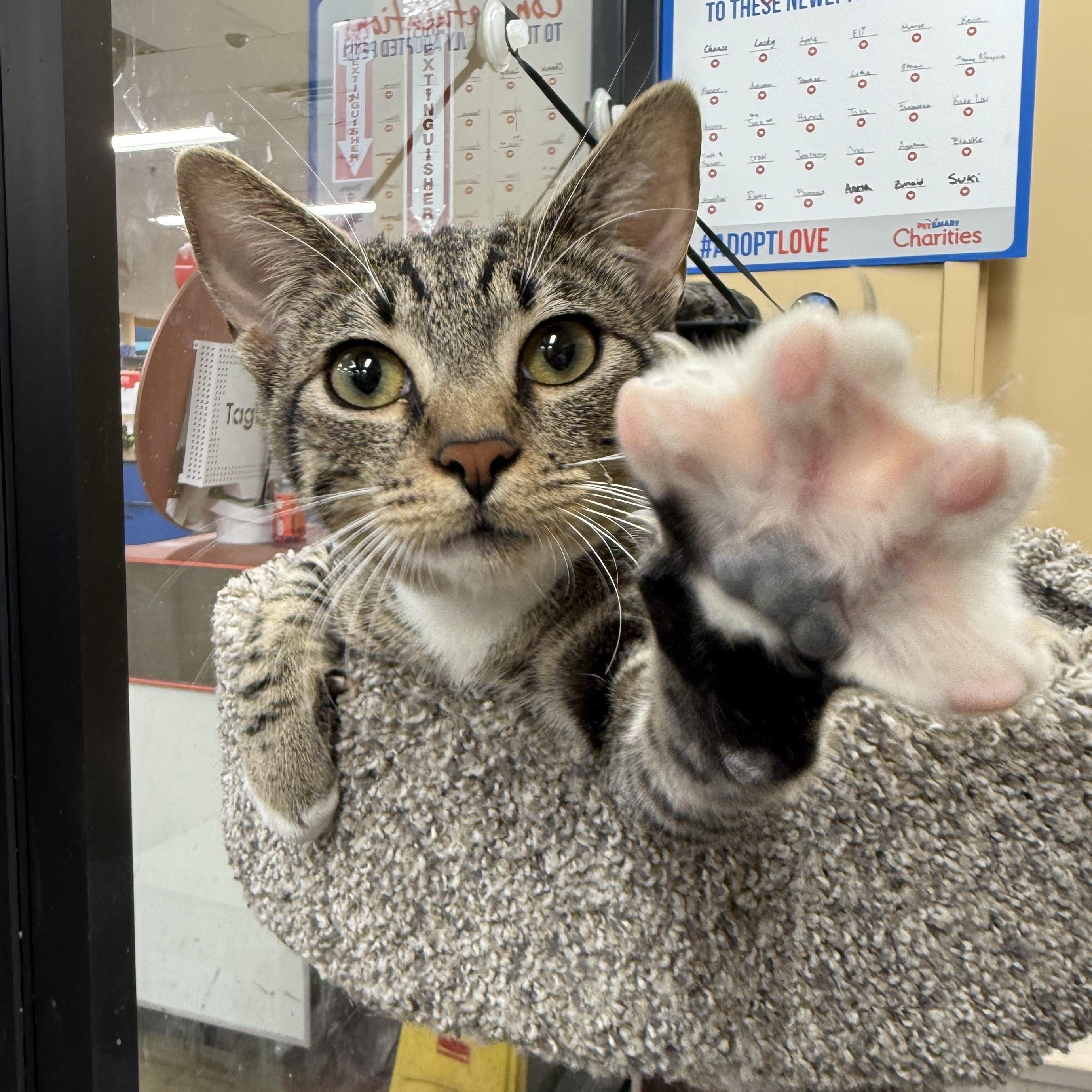 Enlarge Hawkeye, a Adoptable mixed breed in Antioch, CA image 2/6