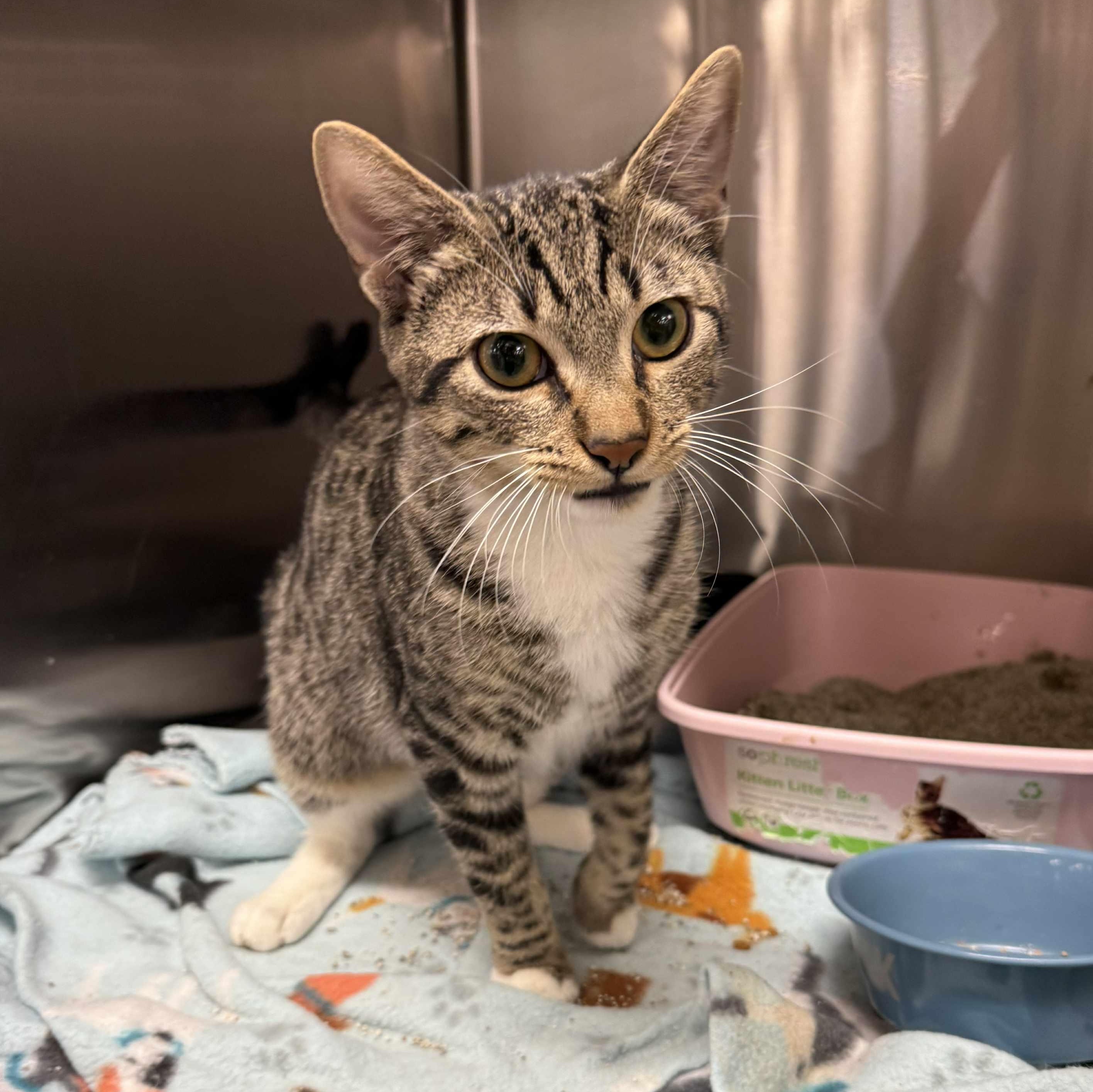 Enlarge Hawkeye, a Adoptable mixed breed in Antioch, CA image 4/6