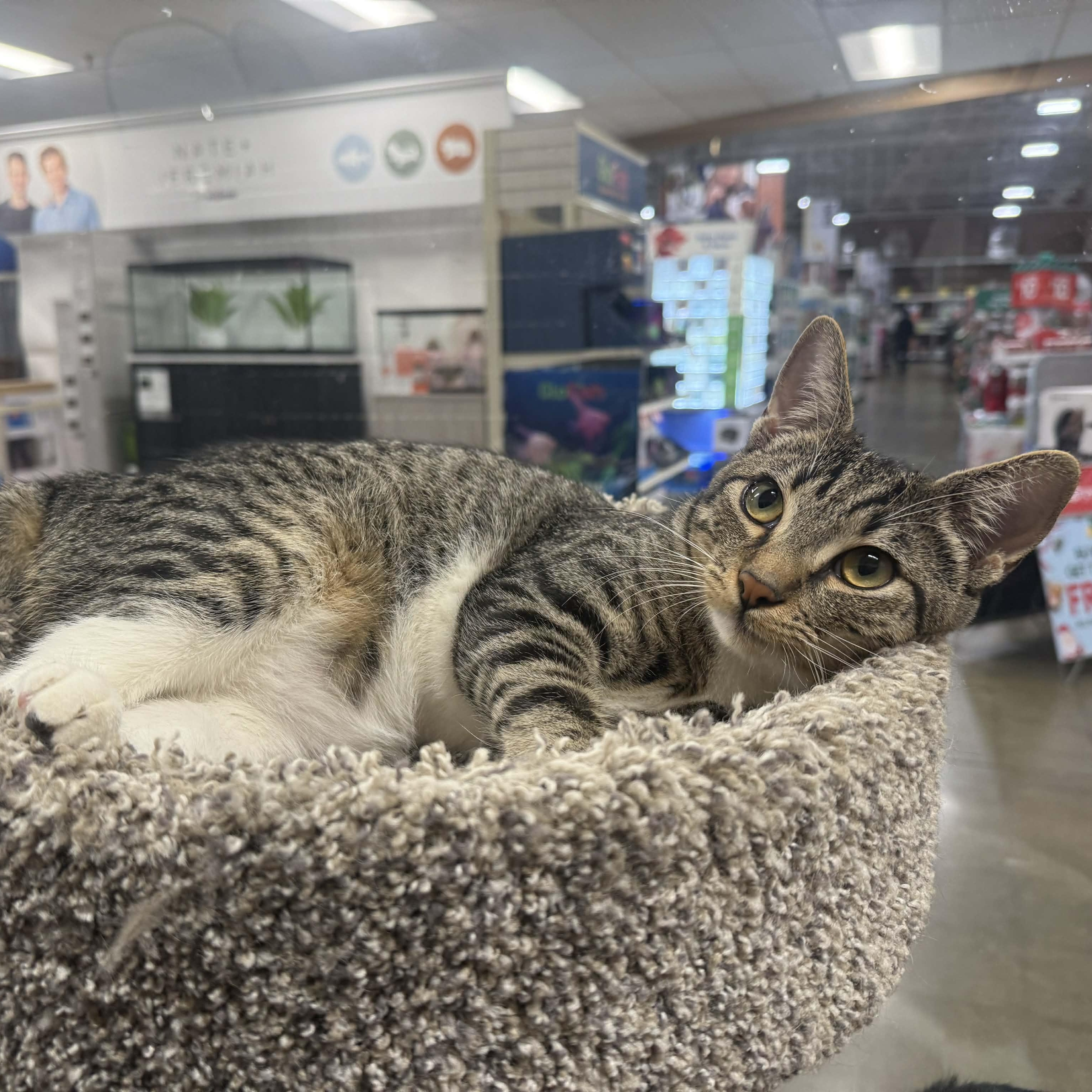 Hawkeye, an adopted mixed breed in Antioch, CA image 3/6