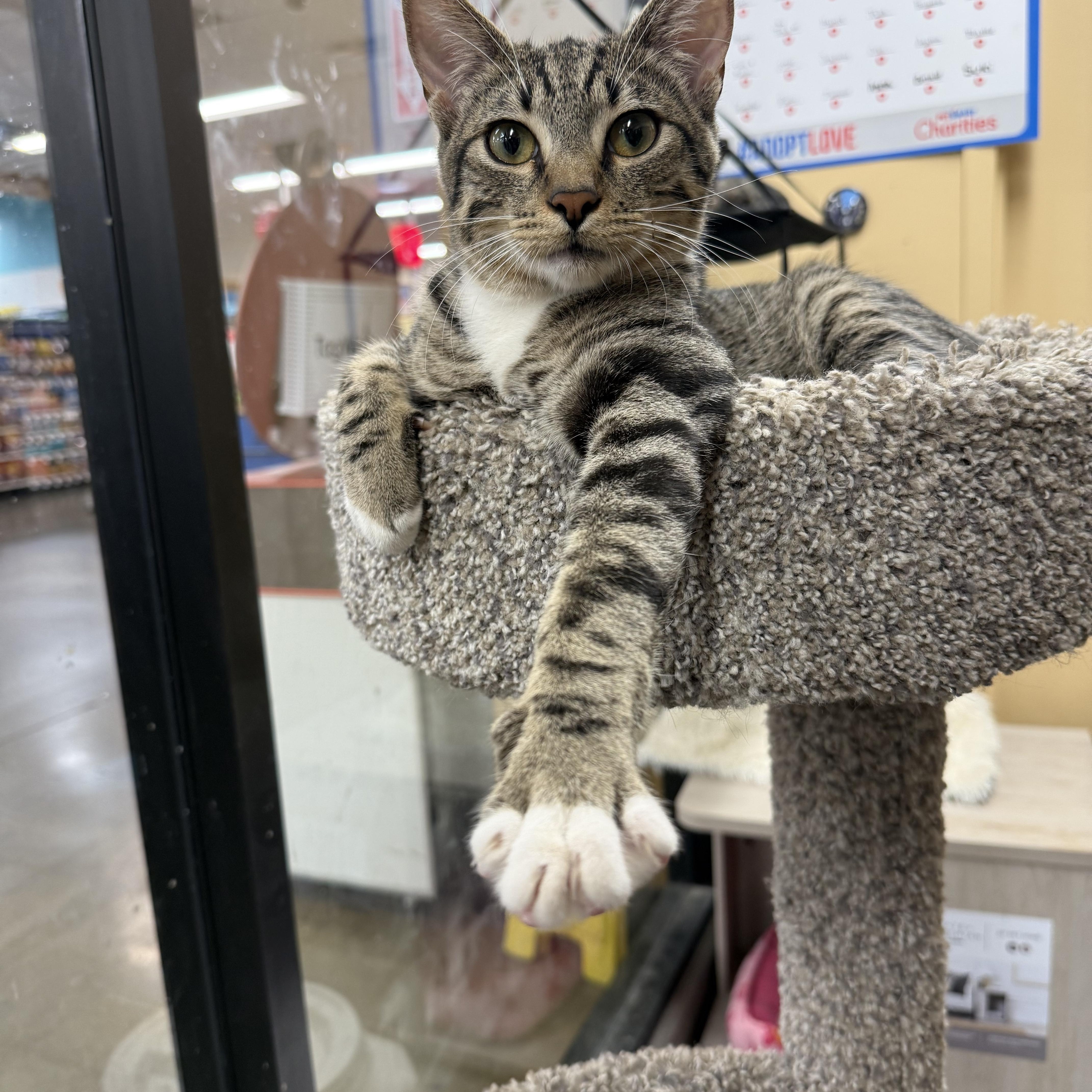 Enlarge Hawkeye, a Adoptable mixed breed in Antioch, CA image 5/6