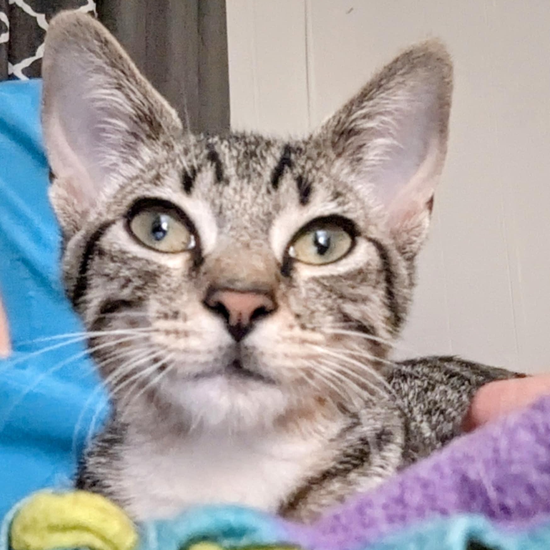 Enlarge Hawkeye, a Adoptable mixed breed in Antioch, CA image 6/6