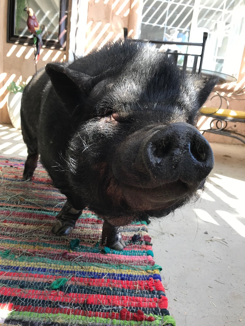 Enlarge Phoebe, a Adoptable Pig in Palm Desert, CA image 1/11