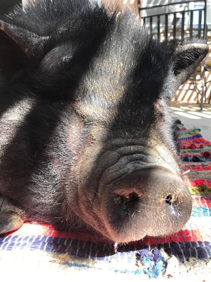 Enlarge Phoebe, a Adoptable Pig in Palm Desert, CA image 2/11