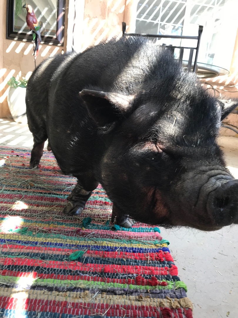 Enlarge Phoebe, a Adoptable Pig in Palm Desert, CA image 3/11