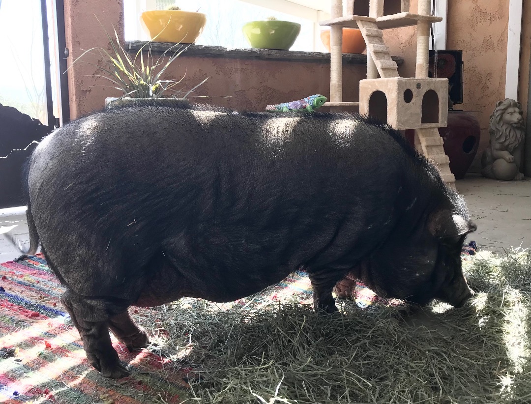 Enlarge Phoebe, a Adoptable Pig in Palm Desert, CA image 4/11