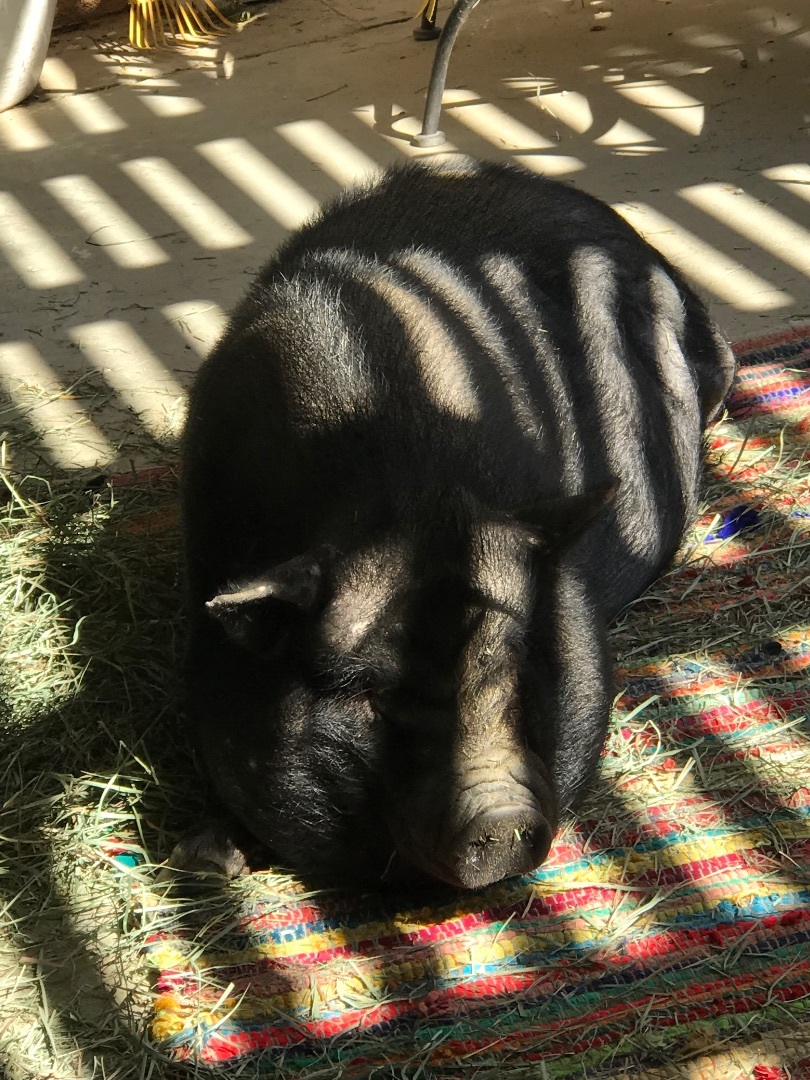 Enlarge Phoebe, a Adoptable Pig in Palm Desert, CA image 5/11