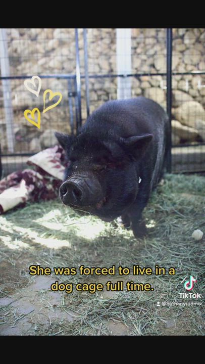 Enlarge Phoebe, a Adoptable Pig in Palm Desert, CA video 11/11