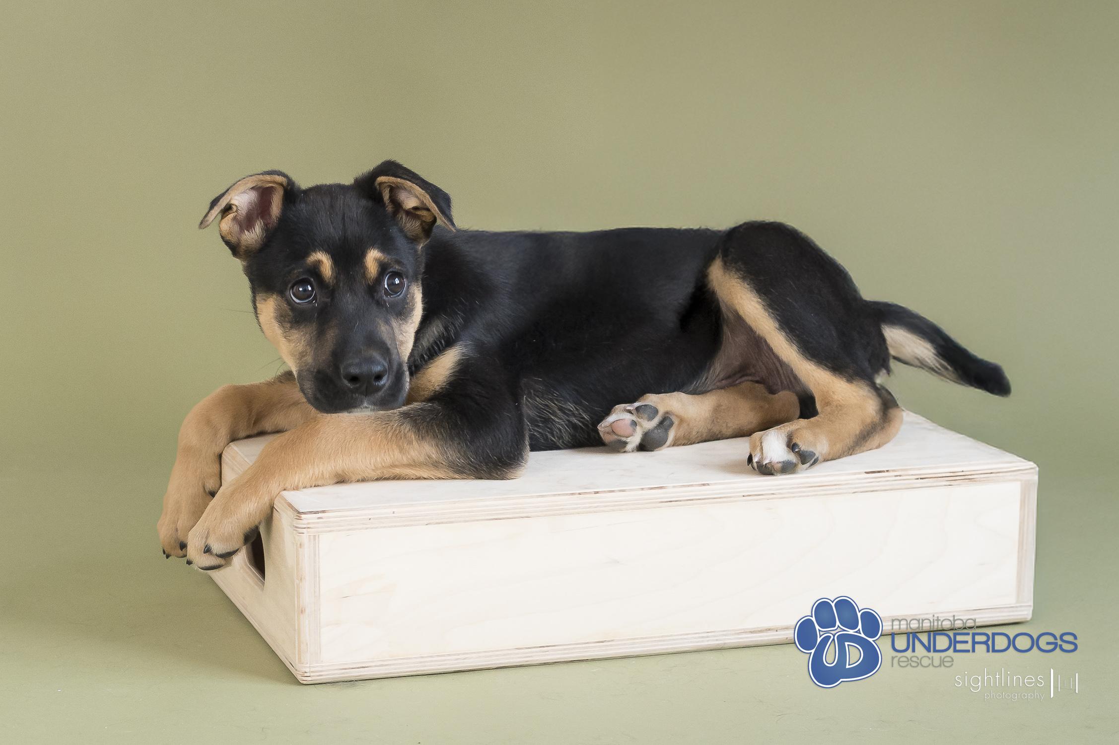 Jelly Belly, an adoptable Labrador Retriever, Shepherd in Winnipeg, MB, R2M 2K2 | Photo Image 1