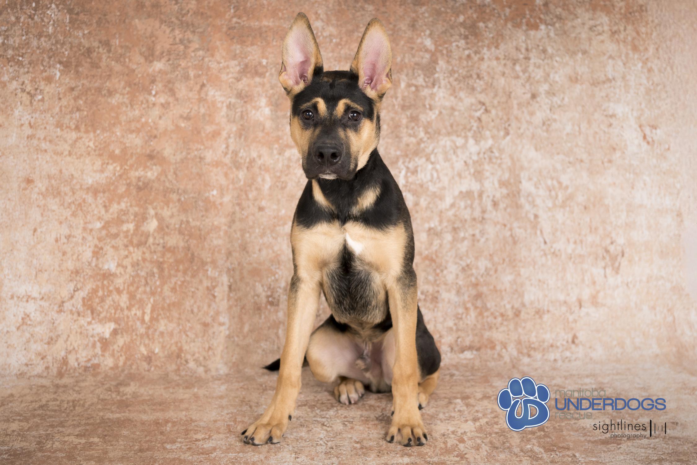Jelly Belly, an adoptable Labrador Retriever, Shepherd in Winnipeg, MB, R2M 2K2 | Photo Image 3
