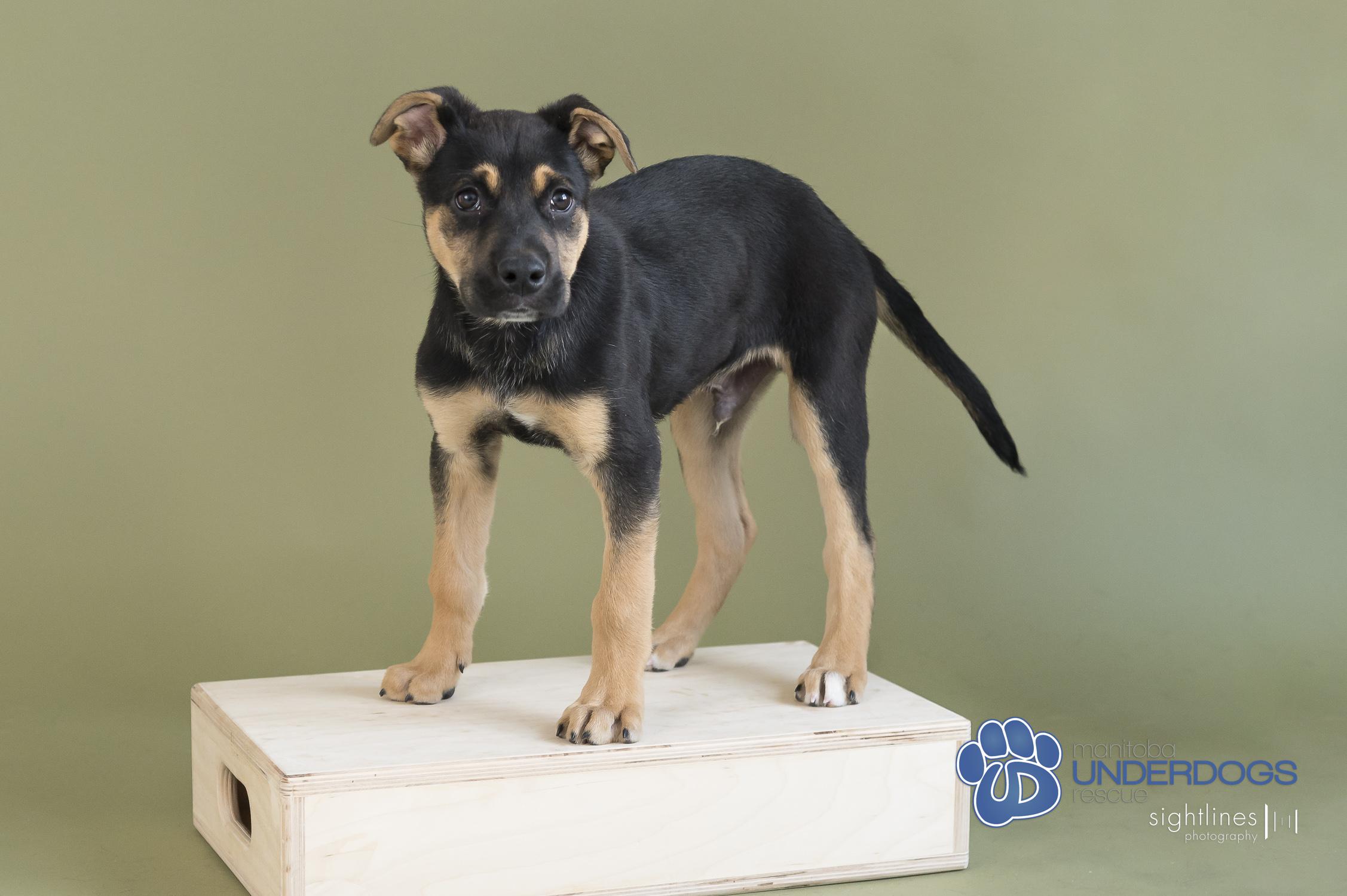 Jelly Belly, an adoptable Labrador Retriever, Shepherd in Winnipeg, MB, R2M 2K2 | Photo Image 3