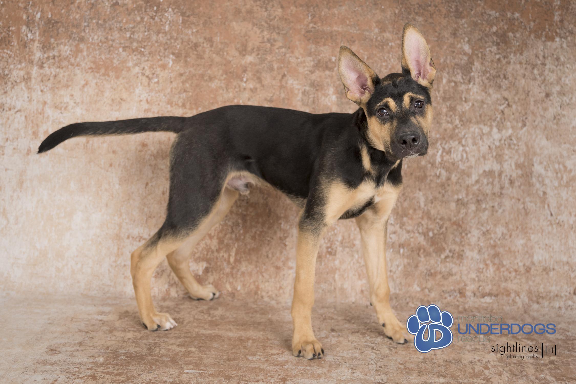 Jelly Belly, an adoptable Labrador Retriever, Shepherd in Winnipeg, MB, R2M 2K2 | Photo Image 2