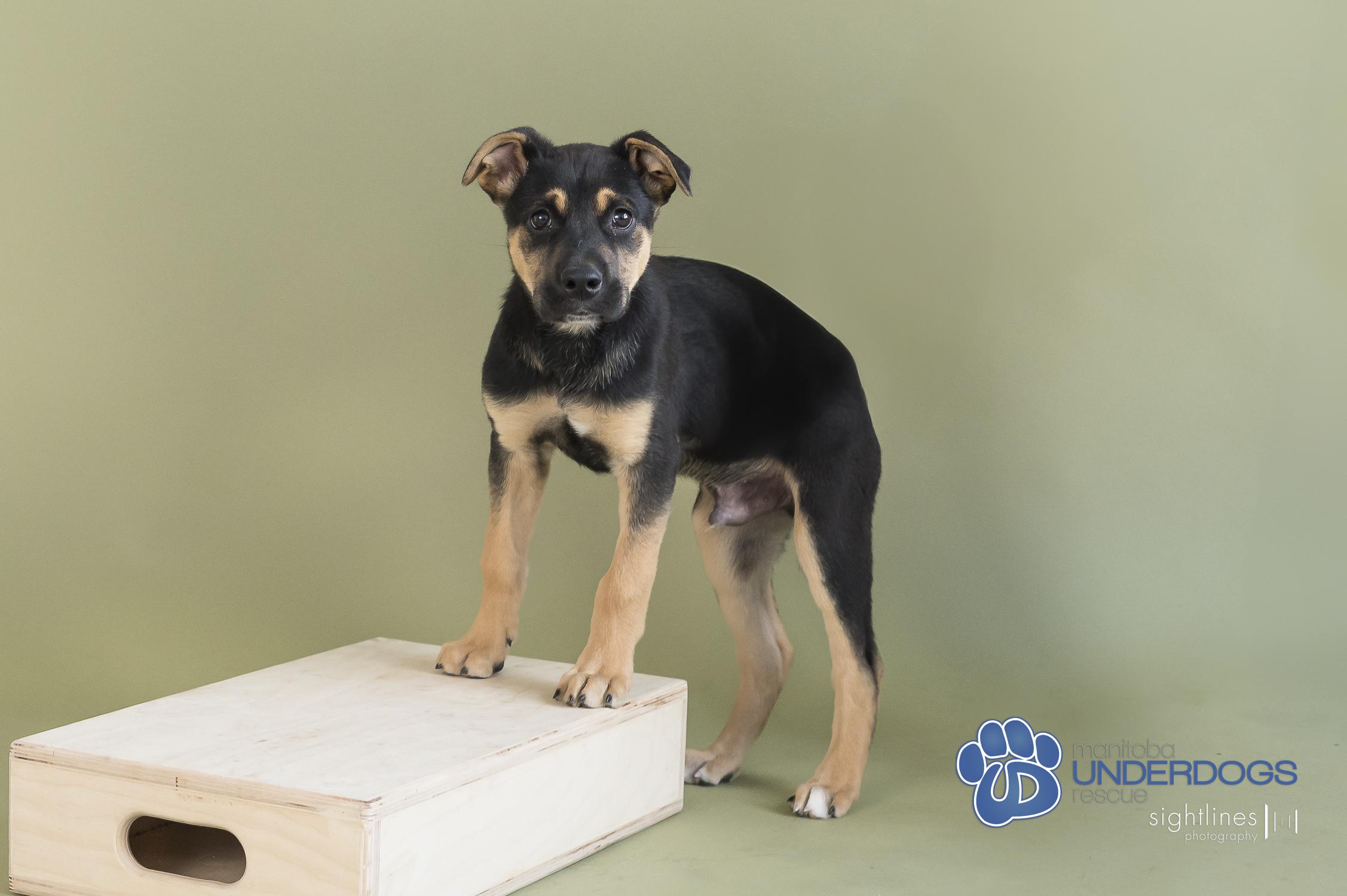 Jelly Belly, an adoptable Labrador Retriever, Shepherd in Winnipeg, MB, R2M 2K2 | Photo Image 4