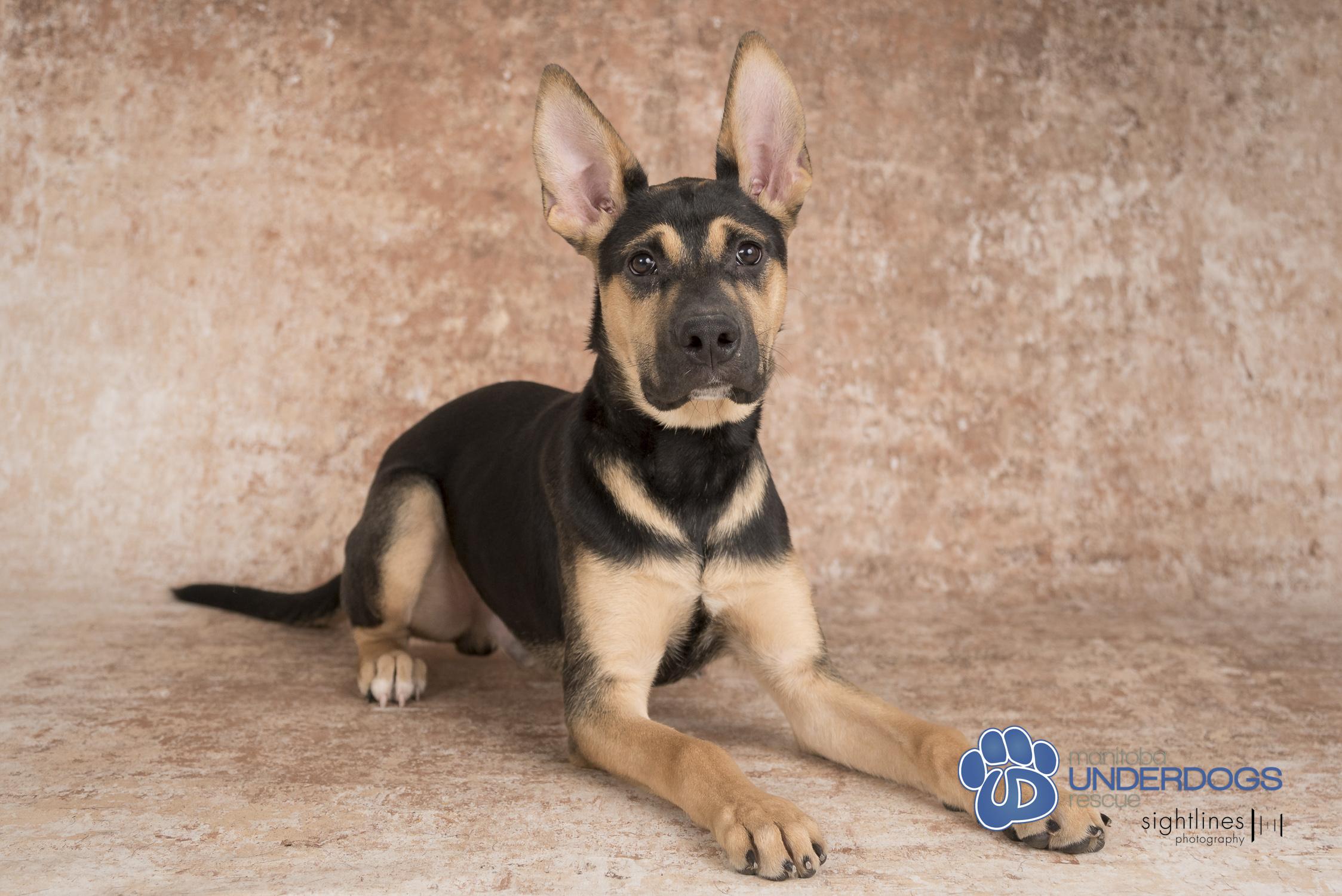 Jelly Belly, an adoptable Labrador Retriever, Shepherd in Winnipeg, MB, R2M 2K2 | Photo Image 1