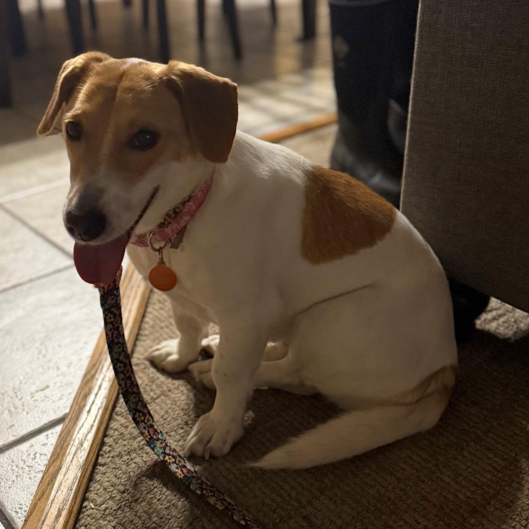 Cynthia, a Adoptable mixed breed in Normal, IL image 1/3