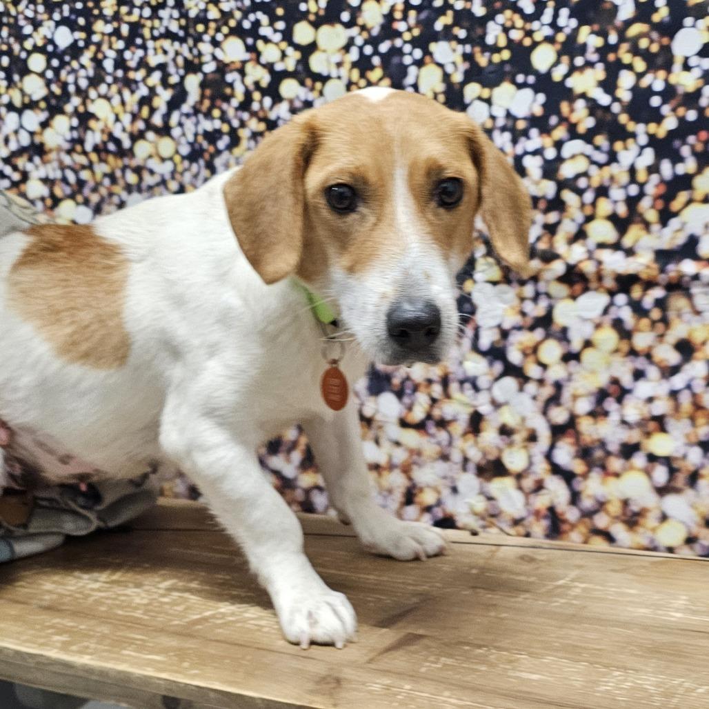 Enlarge Cynthia, a Adoptable mixed breed in Normal, IL image 1/1