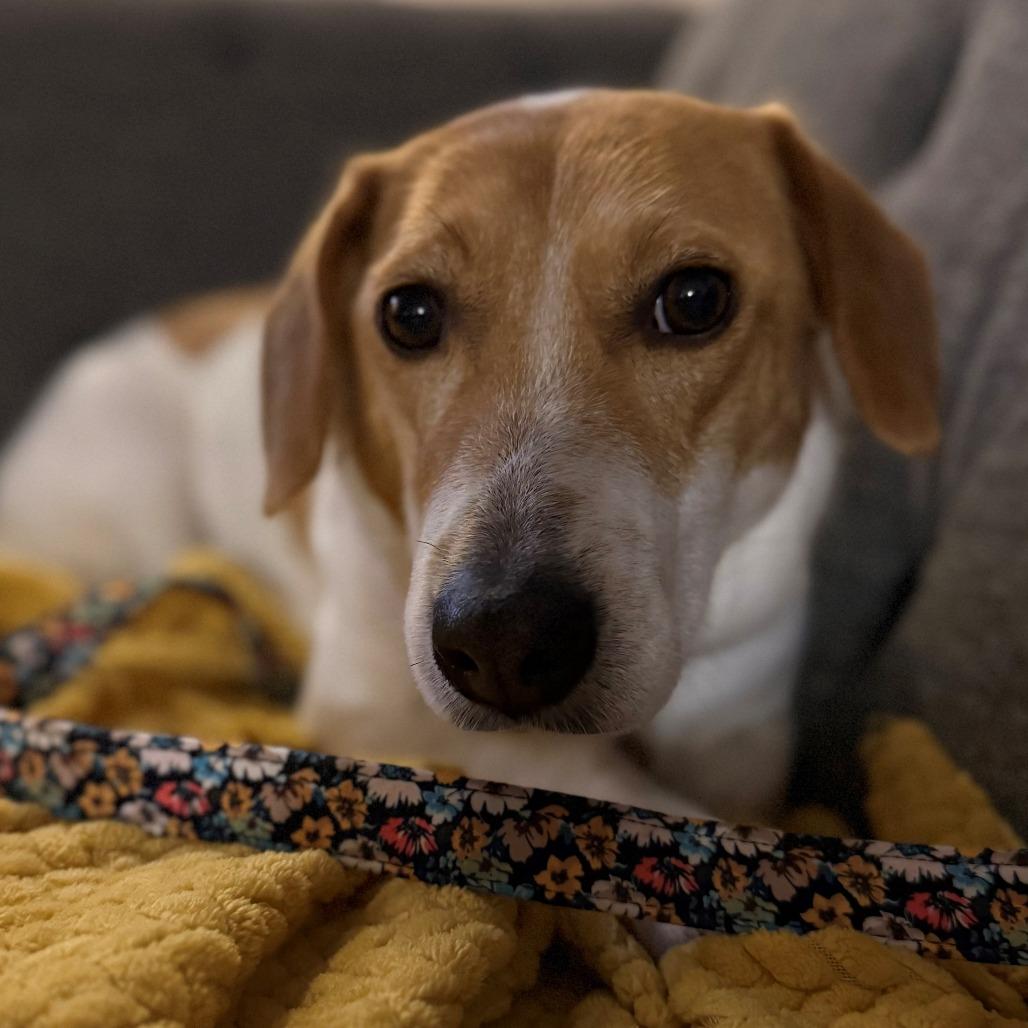 Cynthia, a Adoptable mixed breed in Normal, IL image 3/3