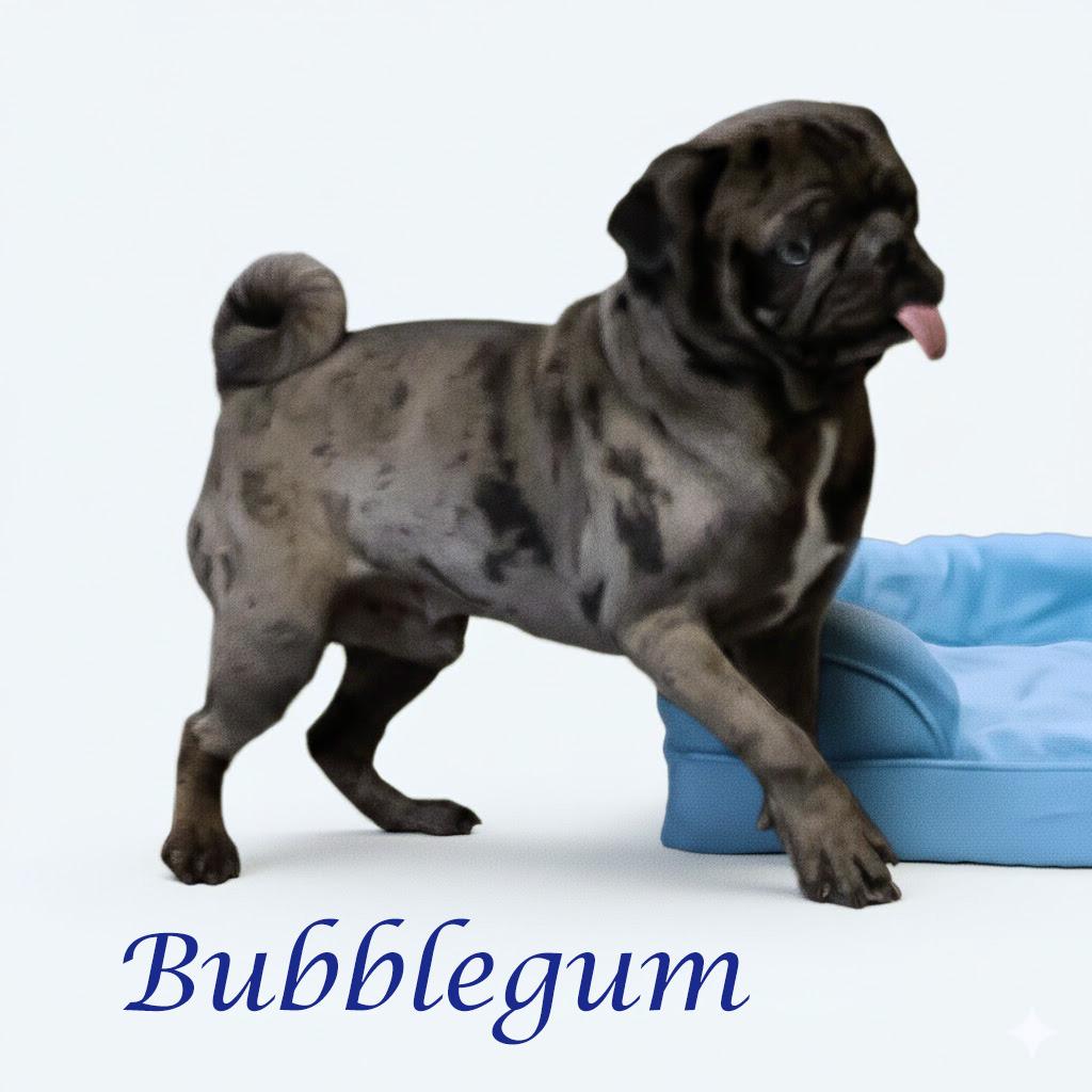 Bubblegum D26-027, a Adoptable Pug in Lebanon, TN image 1/6