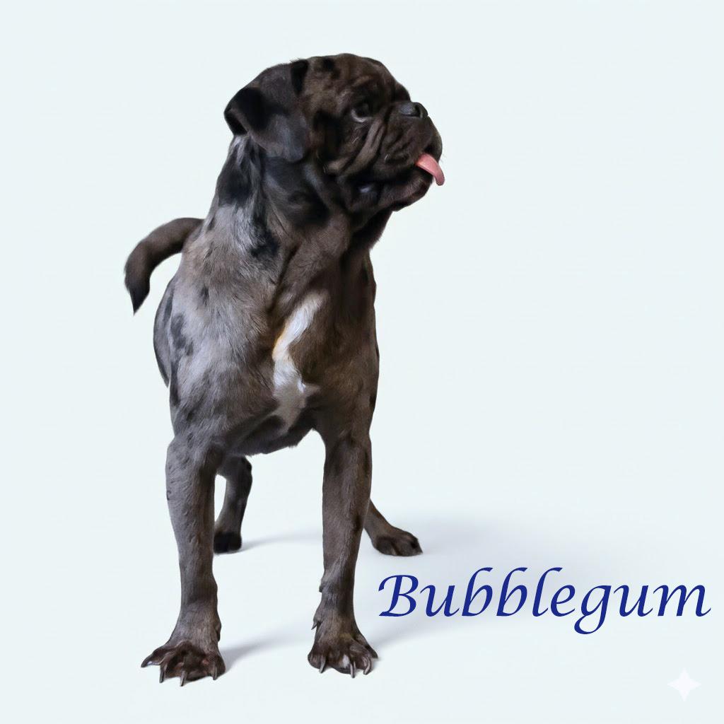 Enlarge Bubblegum D26-027, a Adoptable Pug in Lebanon, TN image 3/6