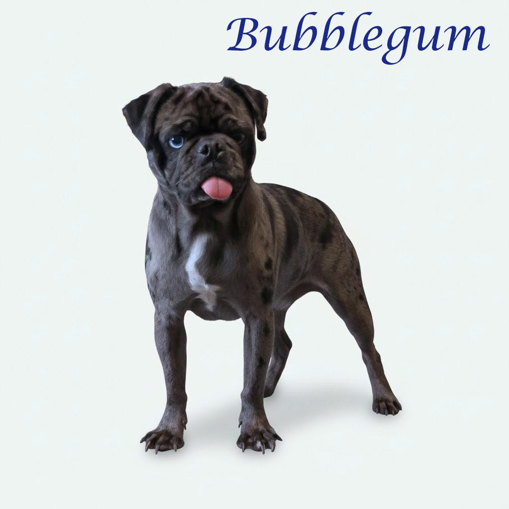 Bubblegum D26-027, a Adoptable Pug in Lebanon, TN image 4/6