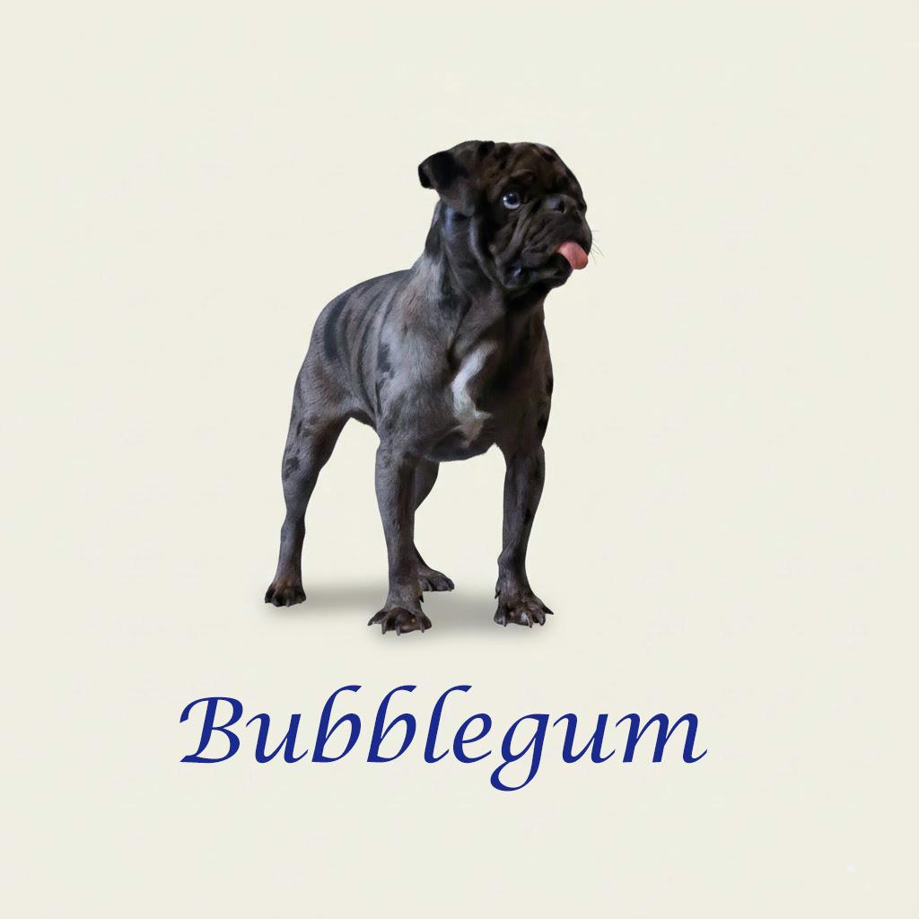 Enlarge Bubblegum D26-027, a Adoptable Pug in Lebanon, TN image 2/2