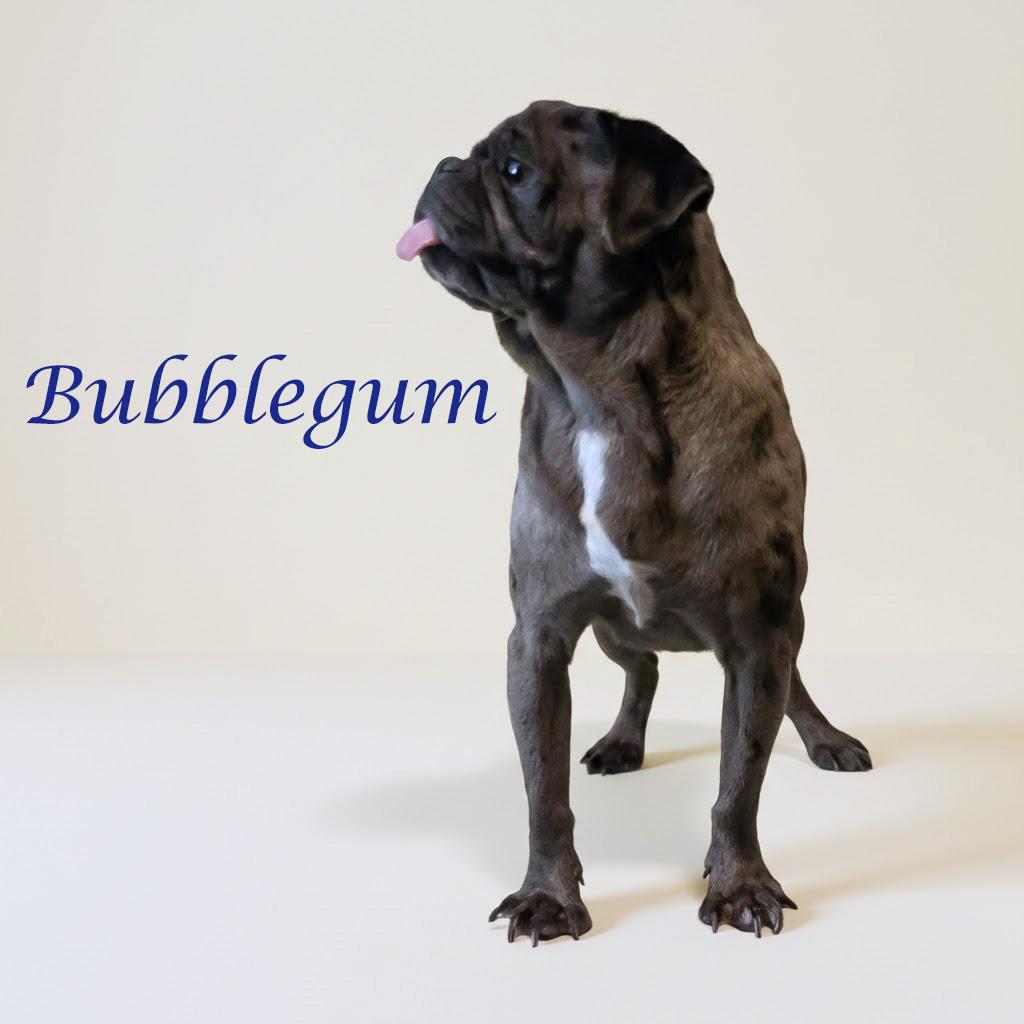 Bubblegum D26-027, a Adoptable Pug in Lebanon, TN image 5/6