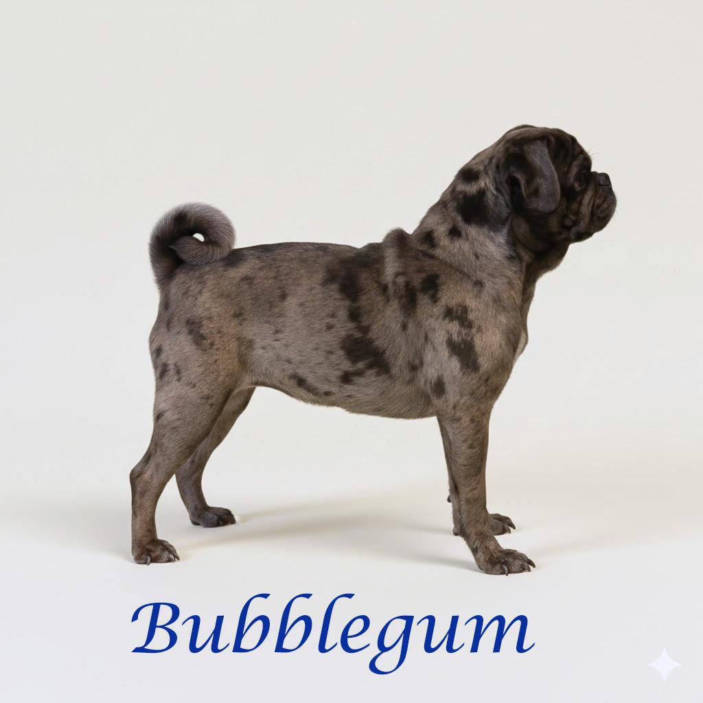 Enlarge Bubblegum D26-027, a Adoptable Pug in Lebanon, TN image 6/6
