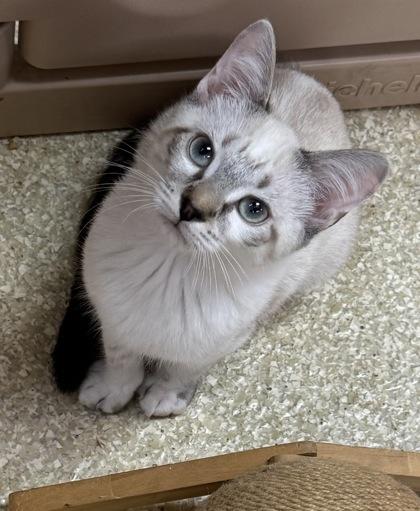 Enlarge Ice Ice Baby Fostered medical adoption $125, a Adoptable mixed breed in Seneca, SC image 1/3