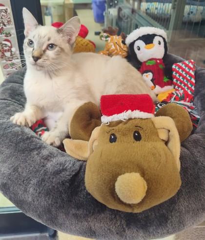 Enlarge Ice Ice Baby Fostered medical adoption $125, a Adoptable mixed breed in Seneca, SC image 2/3