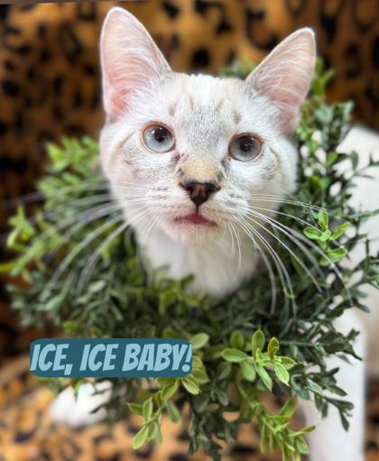 Enlarge Ice Ice Baby Fostered medical adoption $125, a Adoptable mixed breed in Seneca, SC image 3/3