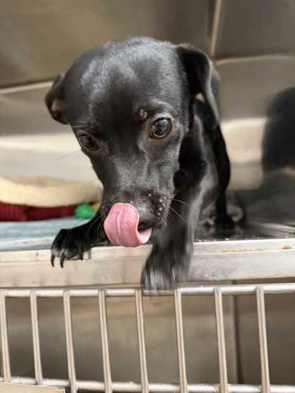 River, Adoptable, Puppy Male Dachshund & Mixed Breed.